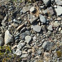 gravel, plants, rocks