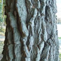 bark, tree